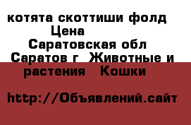 котята скоттиши фолд › Цена ­ 2 000 - Саратовская обл., Саратов г. Животные и растения » Кошки   